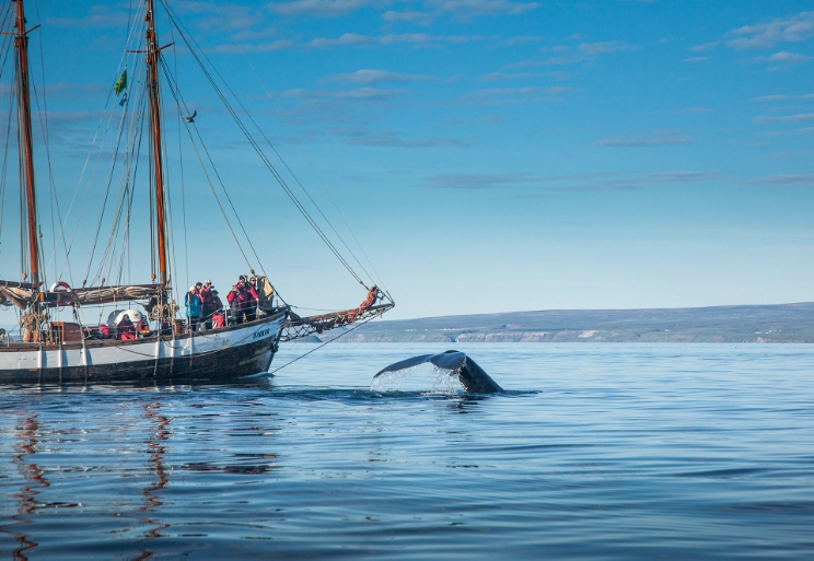 The original whale safari boat trip from Húsavík.